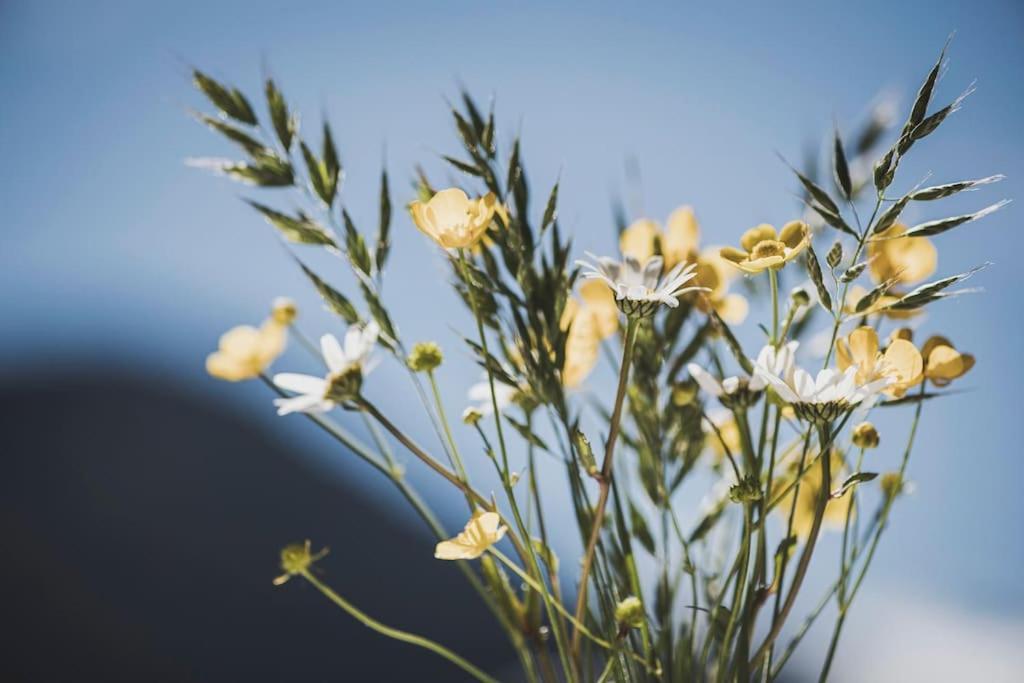 齐勒河谷的拉姆绍Alpenrose公寓 外观 照片